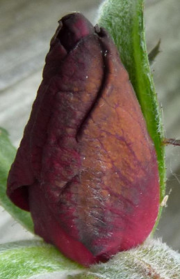 BurgundyVelvet_05_09_nah04.JPG