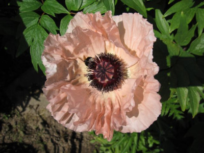 Papaver_orientale_Juliane_07491.jpg