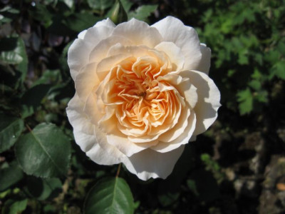 Rose_Bredon_07411.jpg