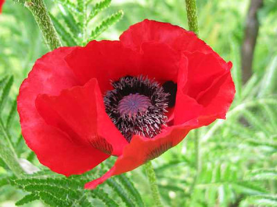 papaver-bracteatum-axel.jpg