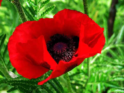 papaver-bracteatum-axel1.jpg