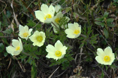 DSC_2560grianberganemone.jpg