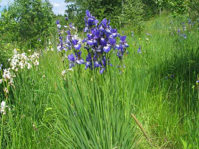 bot-iris-sibirica-axel.jpg