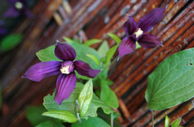 clematis_petit_facon.jpg