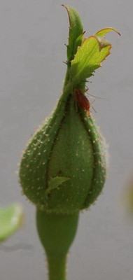 Knospe_DSC_0010.jpg