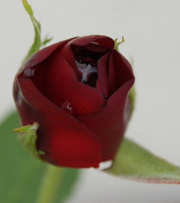Knospe_Negride_DSC_0026.jpg