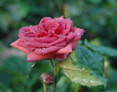 A9484a.JPG
