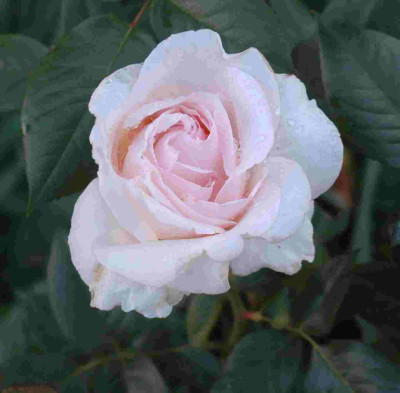 A9489a.JPG