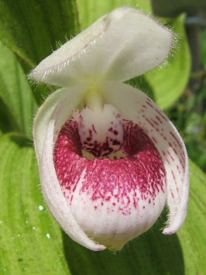DSCF9203.JPG