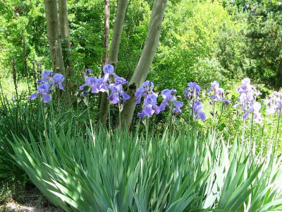 bot-iris-unbekannt-duftend.jpg