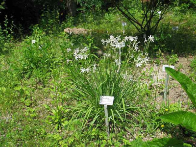 bot-asphodeline-taurica-nicht.jpg