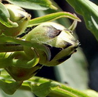 Cephalaria_gigantea_DSC_0067.jpg