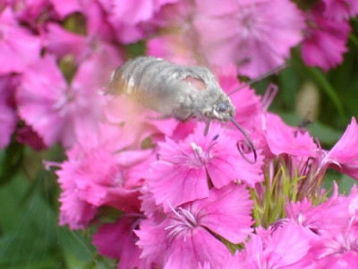 kolibri.jpg