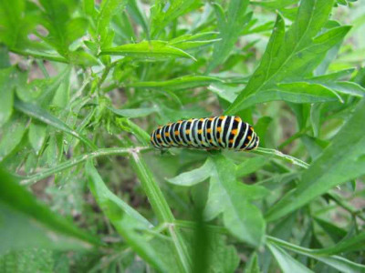 K640_IMG_0590.JPG