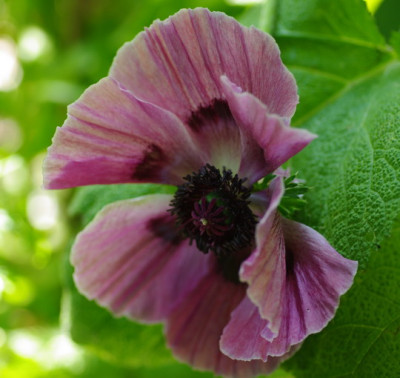 IMGP2529.jpg