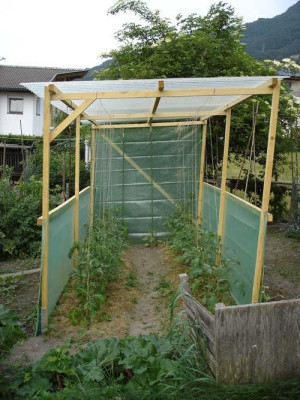 tomatentempel09.jpg