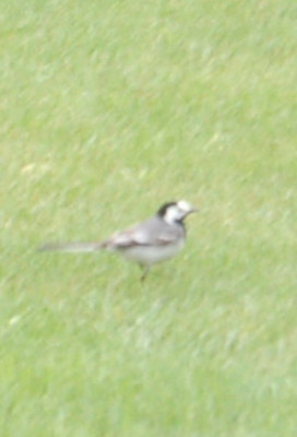 neues_Voglelchen_DSC_0001.jpg