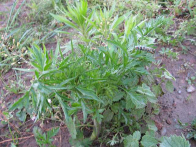 K640_IMG_0592.JPG