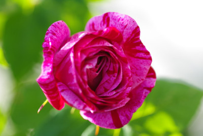IMGP2523.jpg