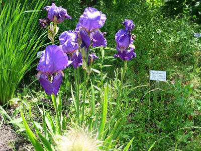 bot-iris-lutescens.jpg