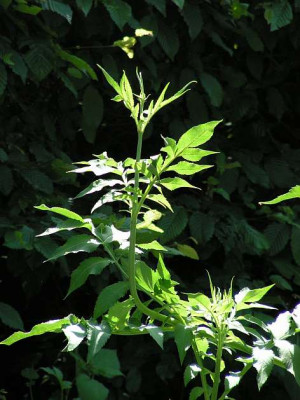 cephalaria_gigantea_018.jpg