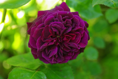 IMGP2531.jpg
