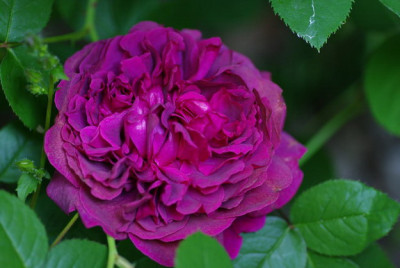 IMGP2538.jpg