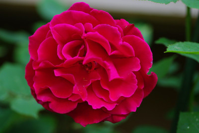 IMGP2540.jpg
