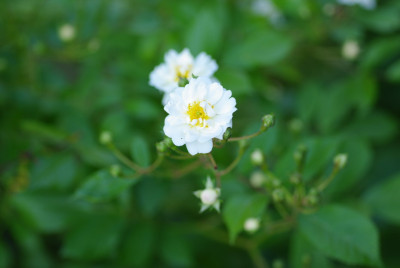 IMGP2537.jpg
