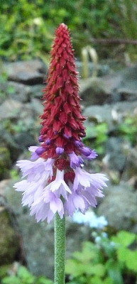 Primula_vialii_fars_2009.jpg