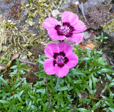 Nelke_aber_welche_fars_2009.jpg