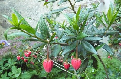 Crinodendron_hookerianum_fars_2009.jpg