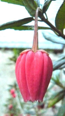 Crinodendron_hookerianum_2_fars_2009.jpg