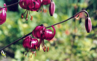 Lilium_martagon_cattaniae.jpg