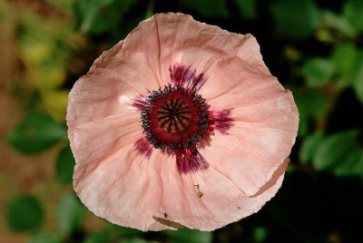 Papaver_Carine_1_01-06-2009.jpg