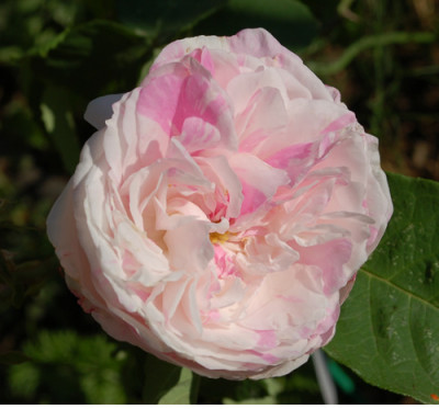 Rosa_centifolia_variegata_0010__50095.jpg