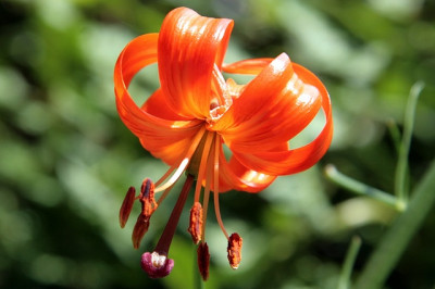 Lilium_tenuifoliumIMG_3826jpg.jpg