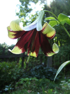 DSCF5603.JPG