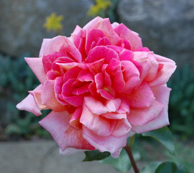 Heinrich_Wendland_0010__50012.jpg