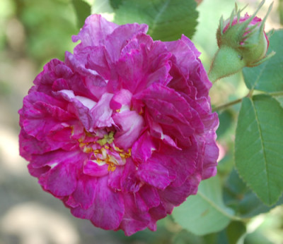 Marie_Tudor_0010__50146.jpg