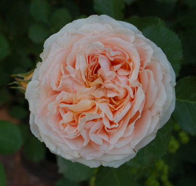 Odile_Masquelier_0010__50101.jpg