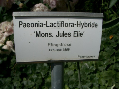 IMGP7730.JPG
