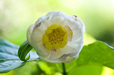 Sinocalycanthus-Jun0109.jpg
