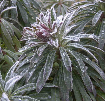 Euphorbia_martinii.jpg