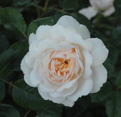 A9506a_Large.JPG