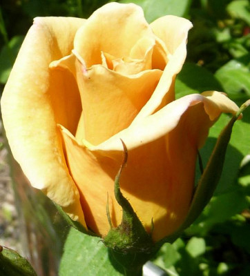 Jactan_06_09_03.JPG