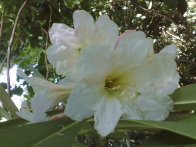 Kopie_von_02062009Rh.fortunei_ssp.discolor.jpg
