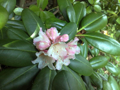 Kopie_von_02062009Rh.brachycarpum_dwarf.jpg