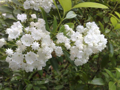 Kopie_von_02062009Kalmia_latifolia_Pristine_01.jpg