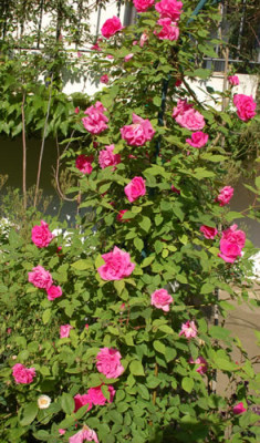 Zephirine_Drouhin_0010__50184.jpg
